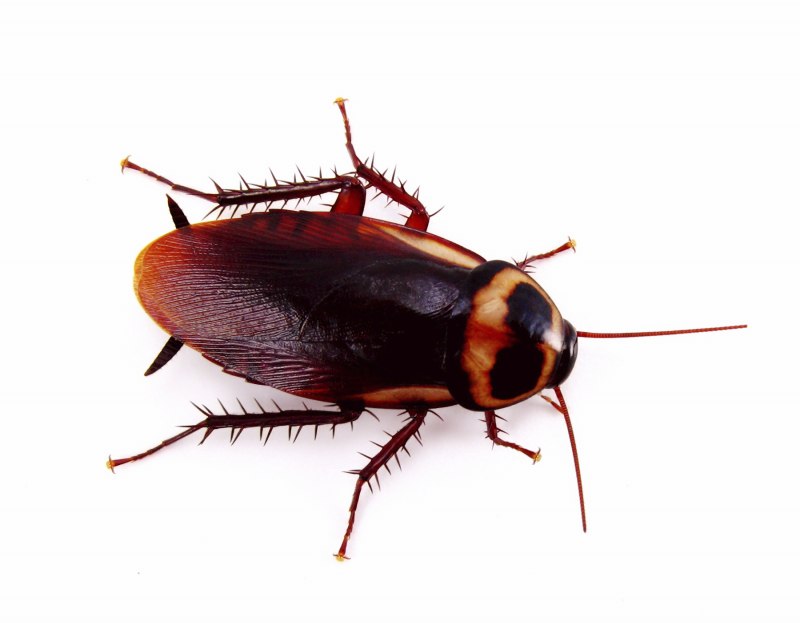 Meloe violaceus