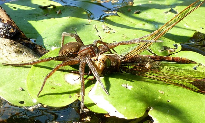 Паук Dolomedes fimbriatus (Pisauridae)