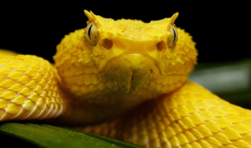 Yellow Eyelash Pit Viper