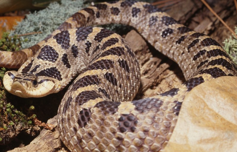 Western Hognose Snake