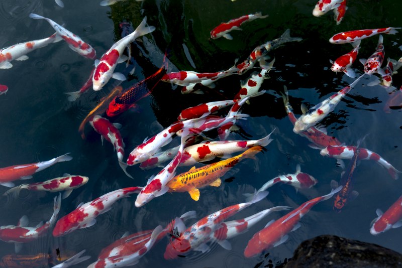 Рыбки японские Koi Fish