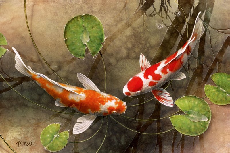 Золотой (обыкновенный) карась Carassius Carassius
