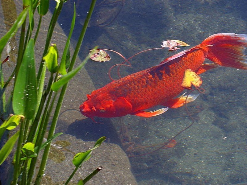 Cyprinus Carpio Koi