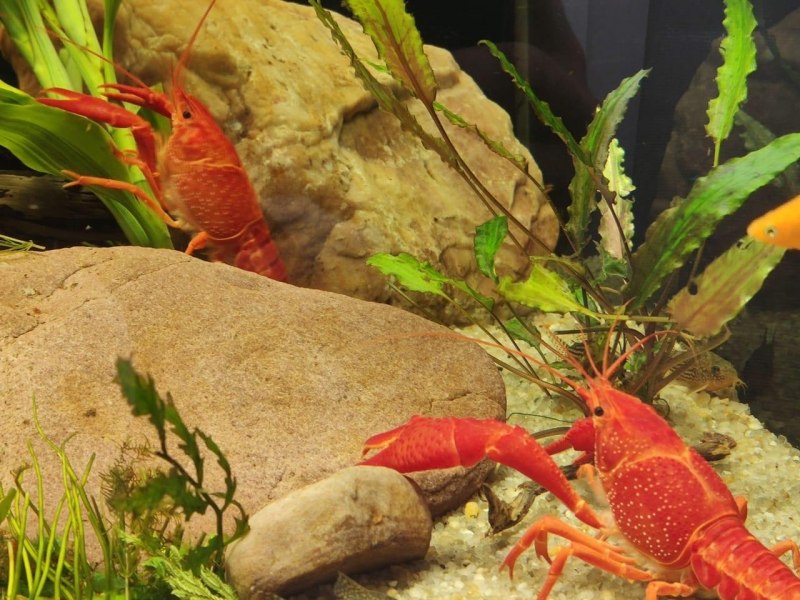 Procambarus clarkii