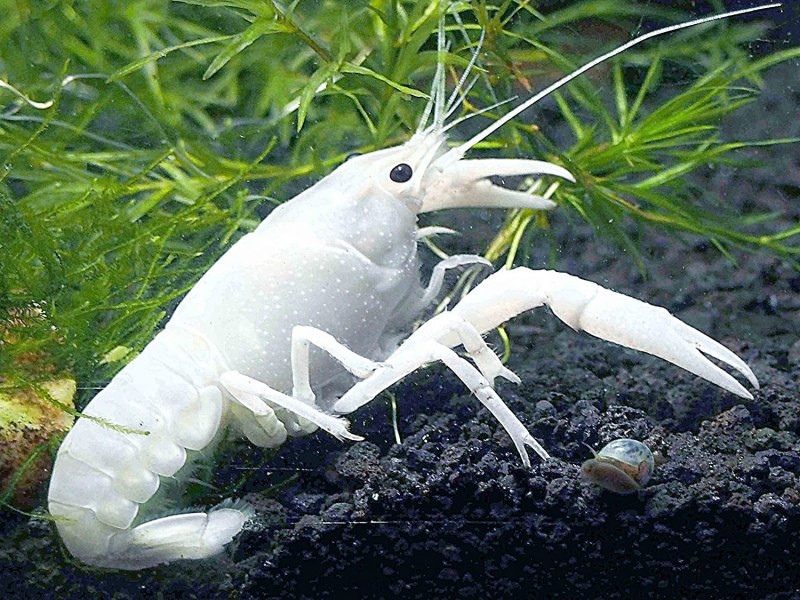 Красный Флоридский краб