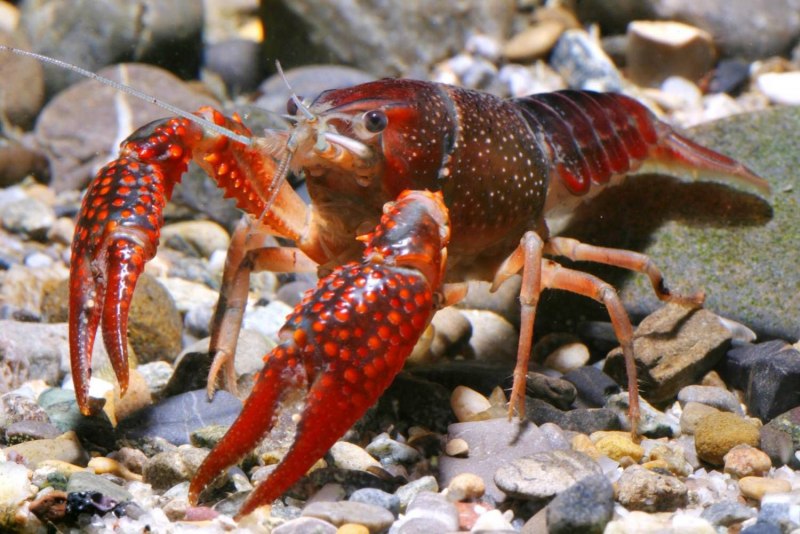 Procambarus clarkii фото