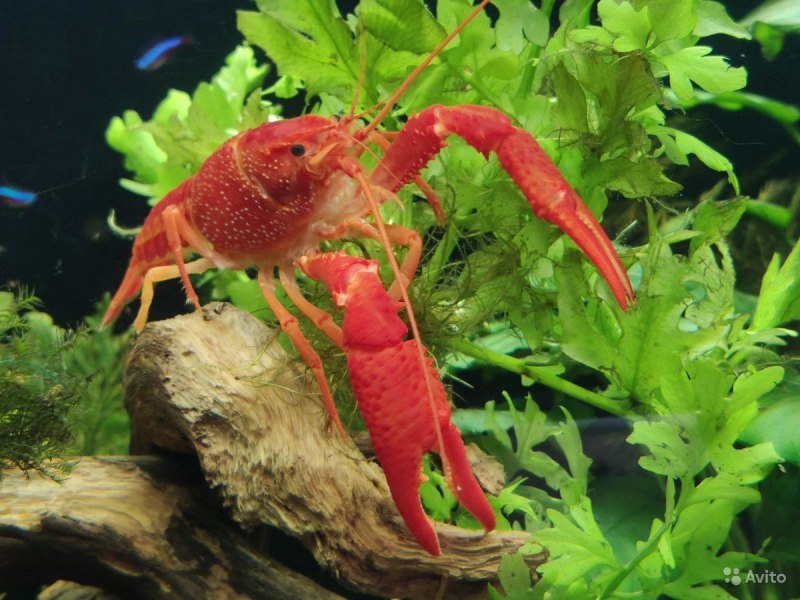 Procambarus clarkii