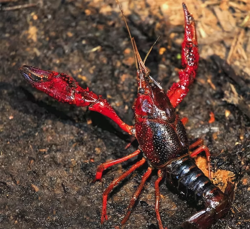 Procambarus alleni синий Флоридский рак.