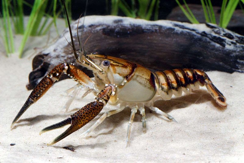 Cherax boesemani