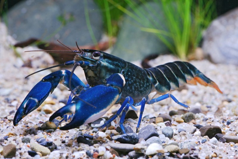 Procambarus alleni синий Флоридский рак.