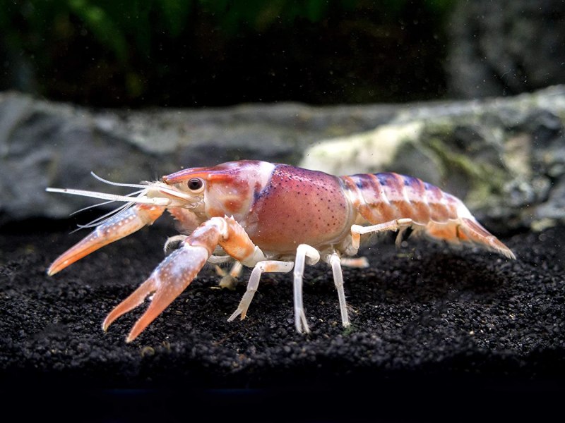 Procambarus virginalis