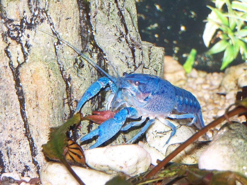 Procambarus alleni синий Флоридский рак.