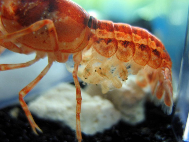 Procambarus clarkii