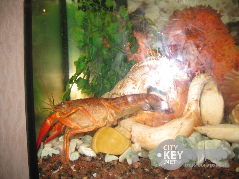 Procambarus fallax