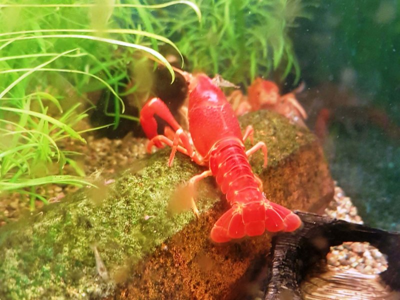Procambarus clarkii