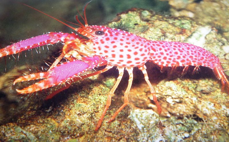 Procambarus alleni синий Флоридский рак.