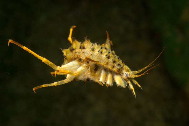 Acanthogammarus бокоплав