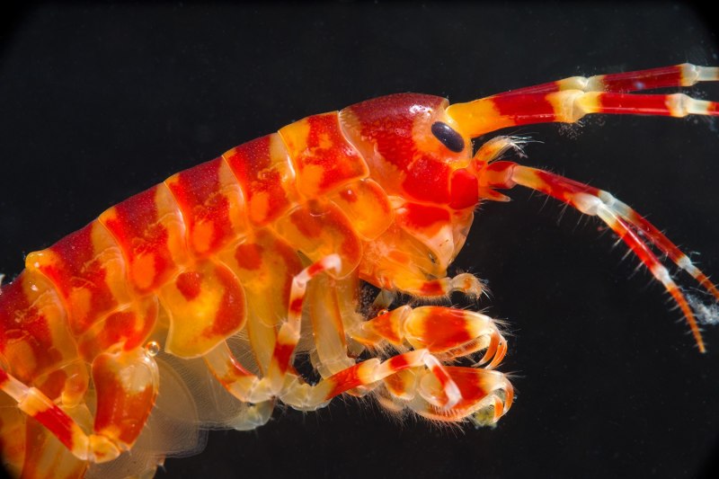 Мормыш гаммарус