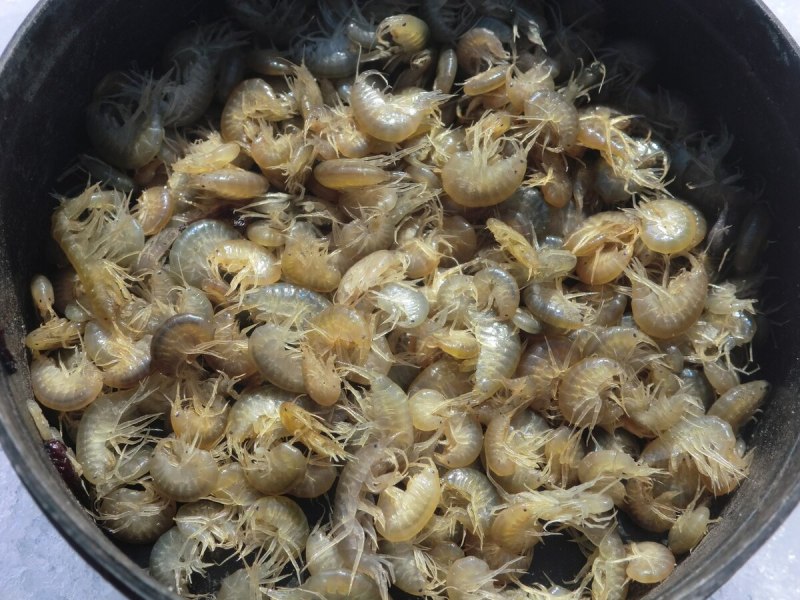 Гаммарус ("Бормаш")
