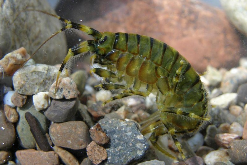 Eulimnogammarus verrucosus