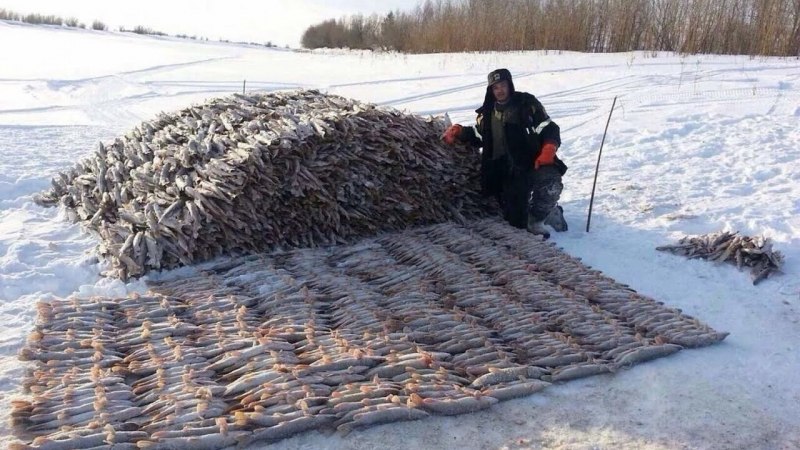 Как насаживать миногу на крючок