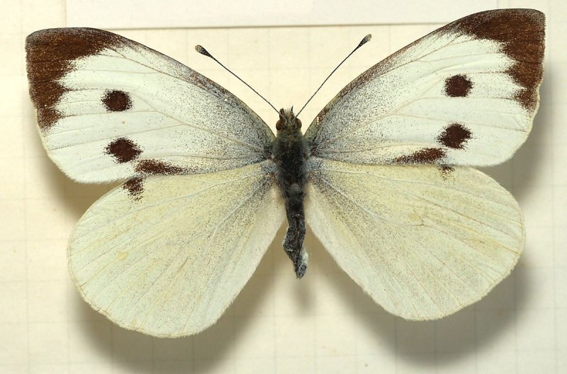 Pieris brassicae - капустница
