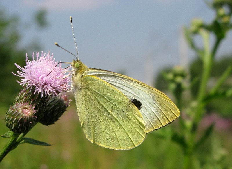 Белянка Альпийская (Pontia Callidice)