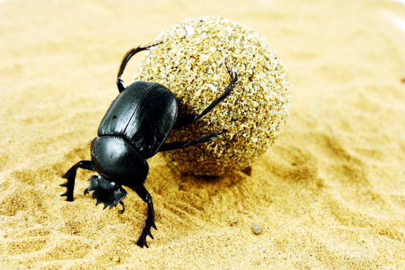 Meloe violaceus