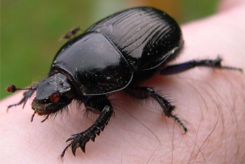 Black Bug Жук