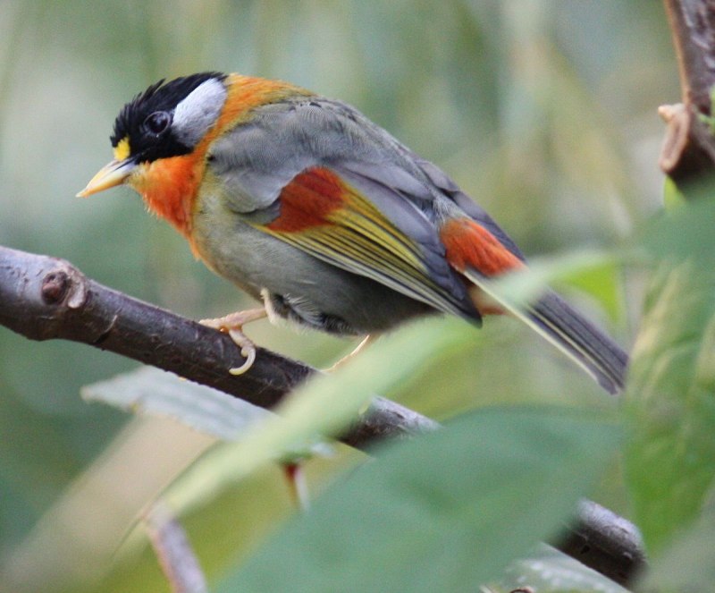 Red-billed Leiothrix