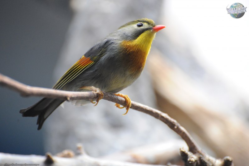 Китайский Соловей Leiothrix lutea