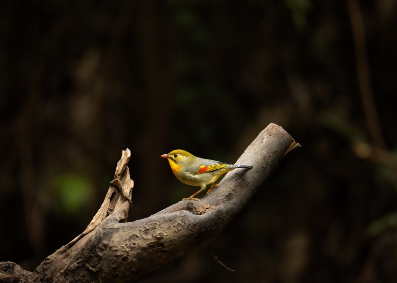 Red-billed Leiothrix