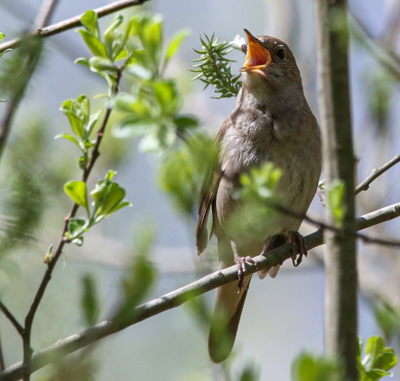 Red-billed Leiothrix