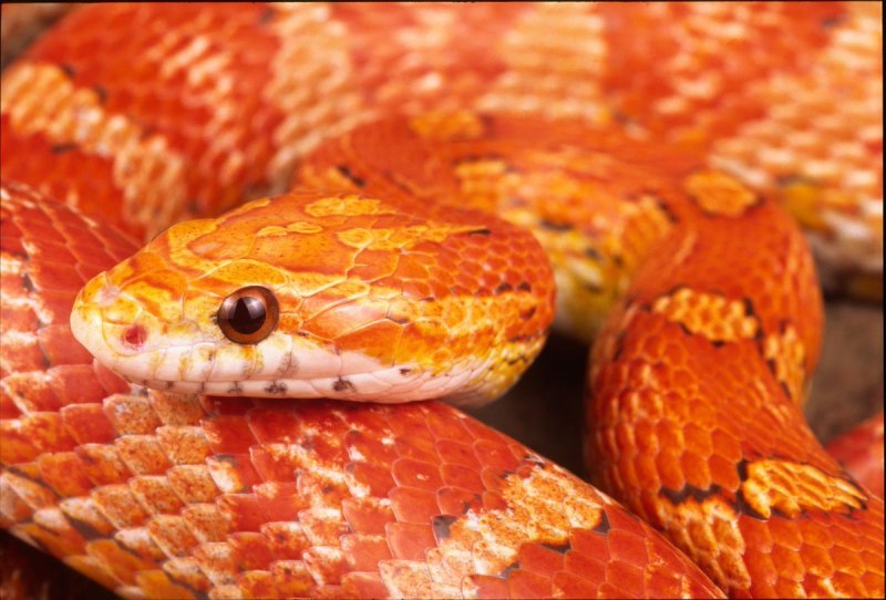 Маисовый полоз амеланист