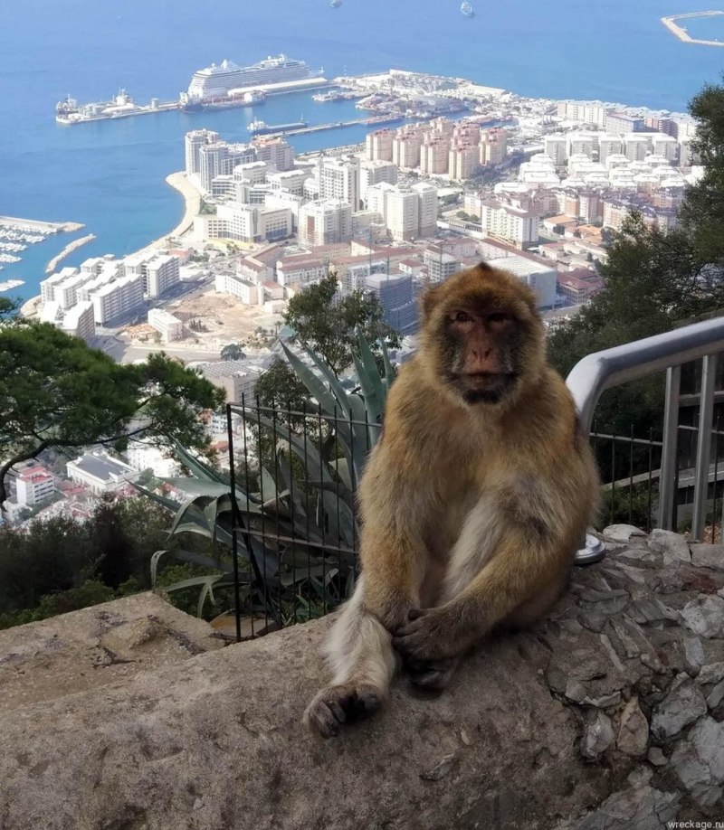 Гибралтарский макак (53 фото)
