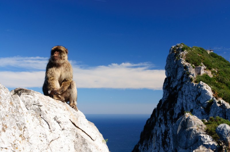 Barbary macaque
