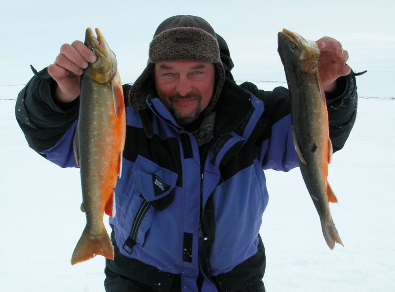 Чавыча (Oncorhynchus tschawytscha)