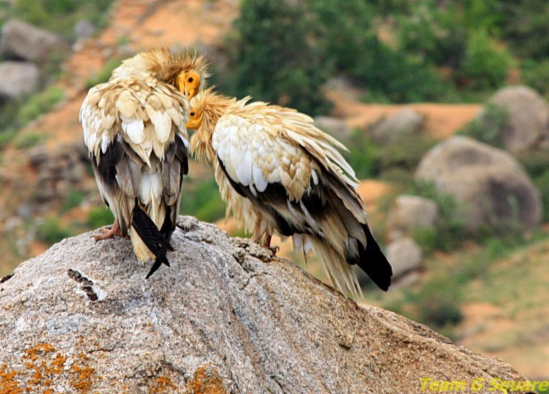 Neophron percnopterus птица