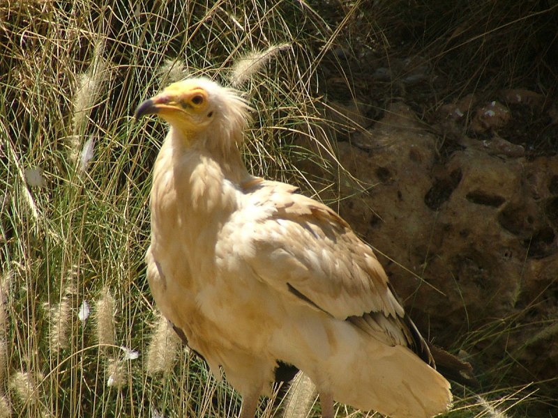 Neophron percnopterus