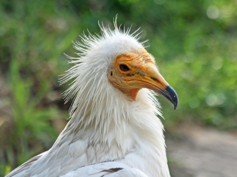 Neophron percnopterus