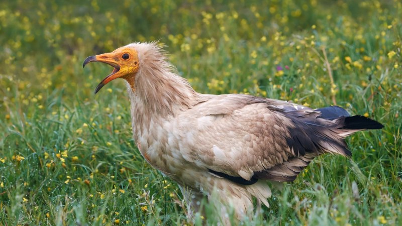 Western Imperial-Eagle Bird