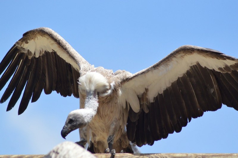 Egyptian Vulture sign