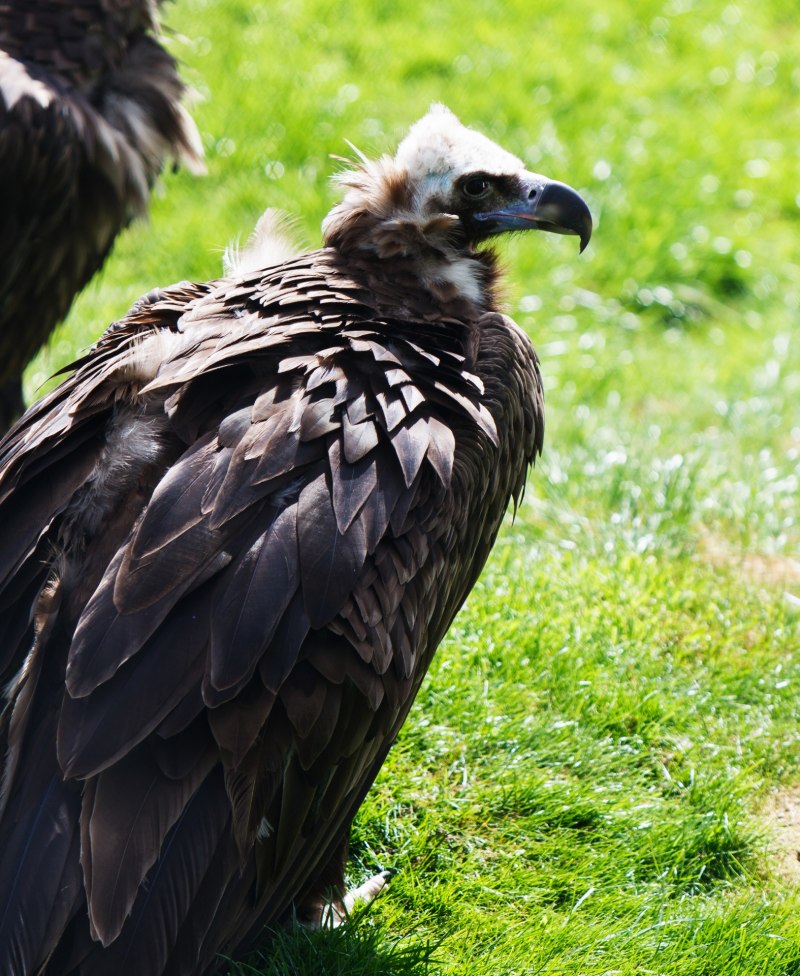 Египетский Стервятник (Egyptian Vulture)