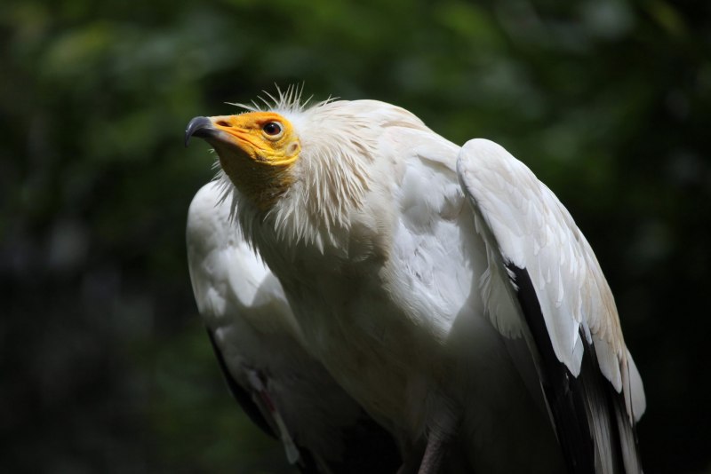 Gyps fulvus белоголовый СИП