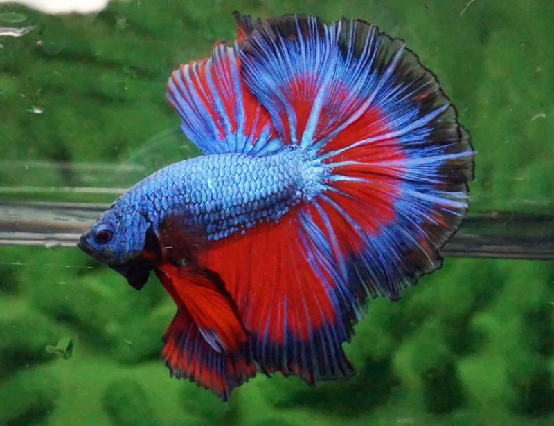 Рыбка петушок Betta splendens