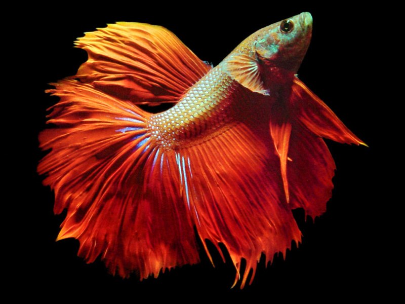 Рыбка петушок Betta splendens