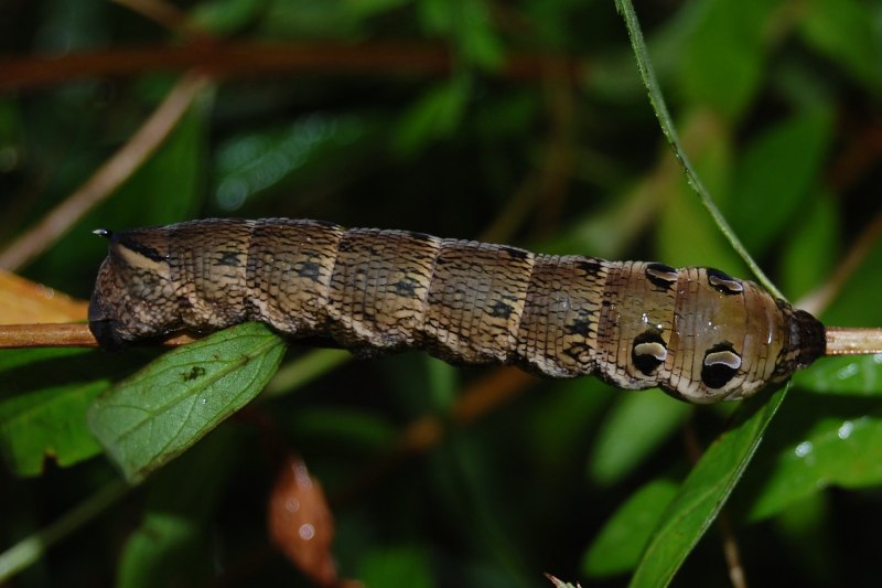 Smerinthus ocellatus гусеница