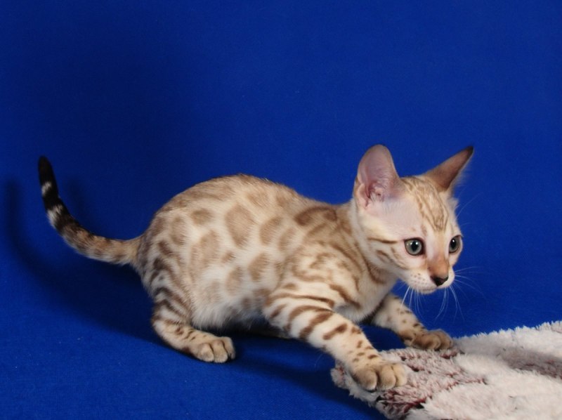 Бенгальский кот снежный Линкс