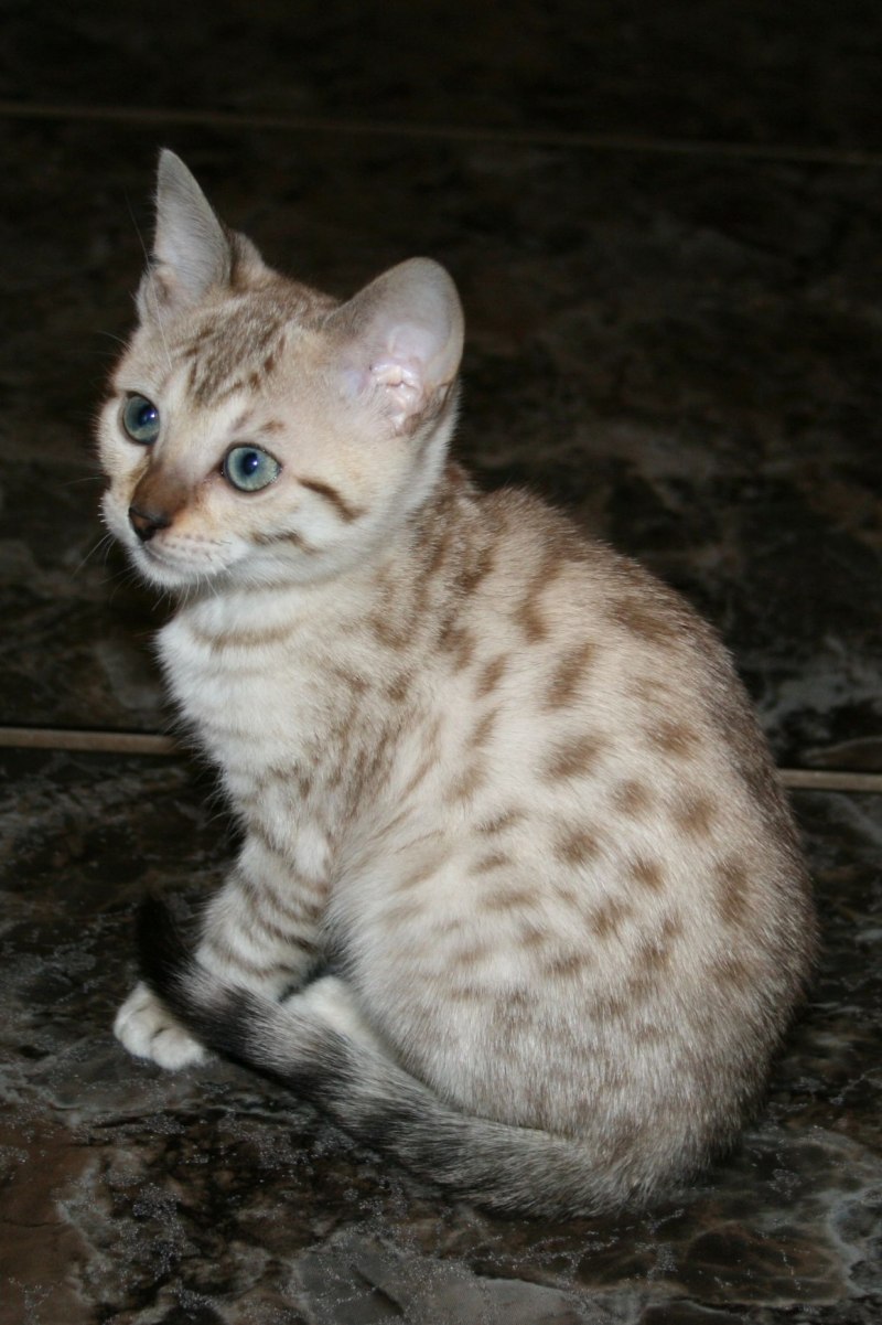 Бенгальский снежный Линкс