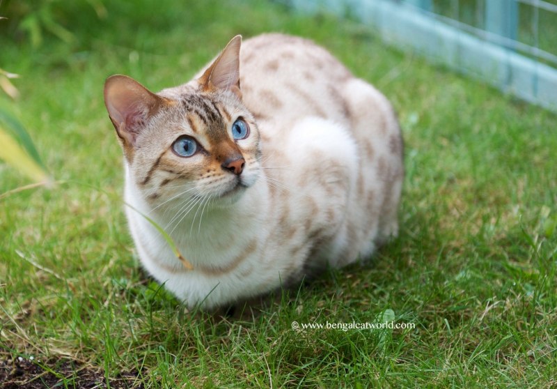 Бенгальский кот снежный Линкс